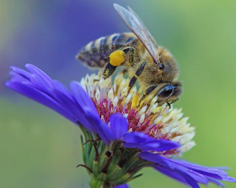 The Whispering Hive: Bees, Honey, and the Rites of Death - The Dark Primordial